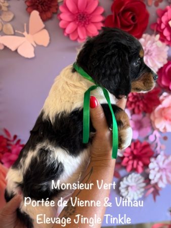 Image de la portée de chiot de l'élévage EARL CRACKERS