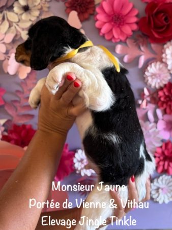 Image de la portée de chiot de l'élévage EARL CRACKERS