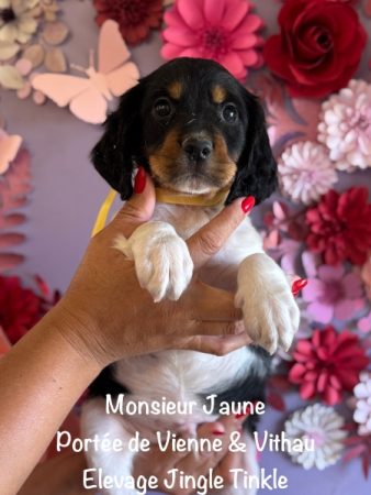 Image de la portée de chiot de l'élévage EARL CRACKERS