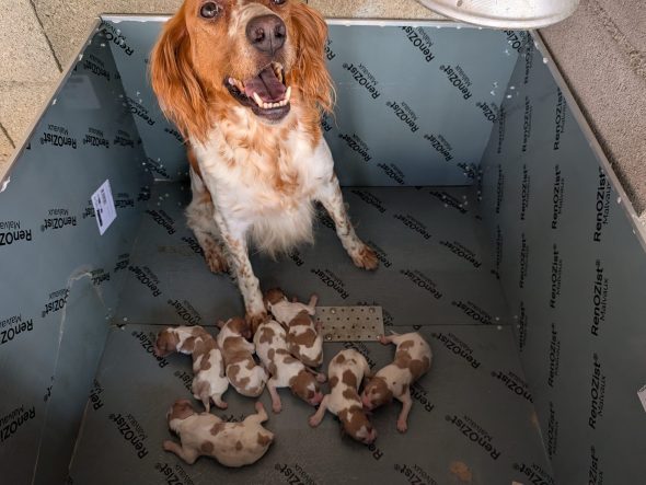 Image de la portée de chiot de l'élévage DES PLATEAUX DE LAYABANERE