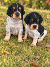 Chiots de race Epagneul breton à vendre chez l'éleveur DOMAINE DES VICOGNE