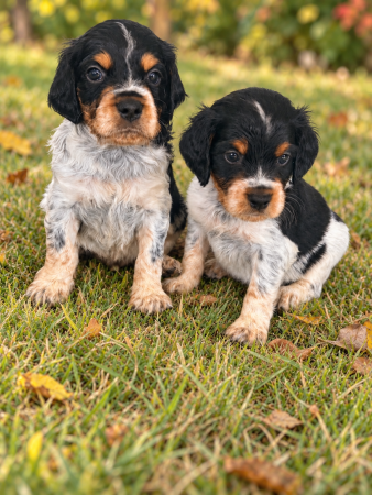 Image de la portée de chiot de l'élévage DOMAINE DES VICOGNE
