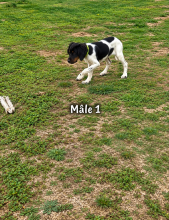 Chiots de race Epagneul breton à vendre chez l'éleveur DOMAINE DES VICOGNE