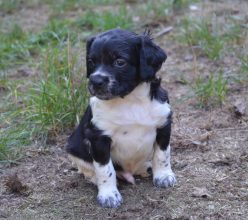 Chiots de race Epagneul breton à vendre chez l'éleveur RODRIGUES VALERIE