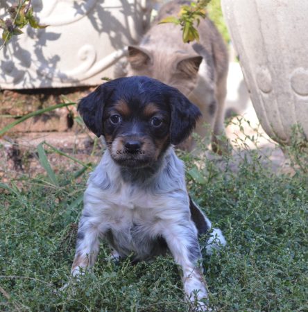 Image de la portée de chiot de l'élévage RODRIGUES VALERIE