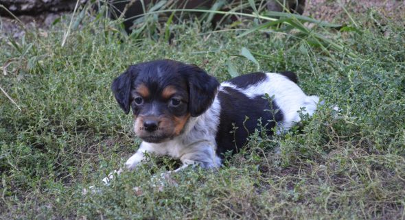Image de la portée de chiot de l'élévage RODRIGUES VALERIE