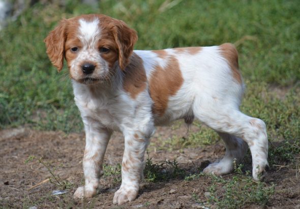 Image de la portée de chiot de l'élévage RODRIGUES VALERIE