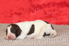 Chiots de race Epagneul français à vendre chez l'éleveur DES DIAMANTS VERTS