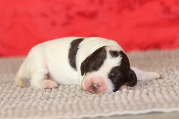 Image de la portée de chiot de l'élévage DES DIAMANTS VERTS