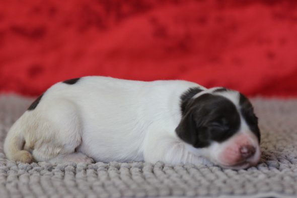 Image de la portée de chiot de l'élévage DES DIAMANTS VERTS