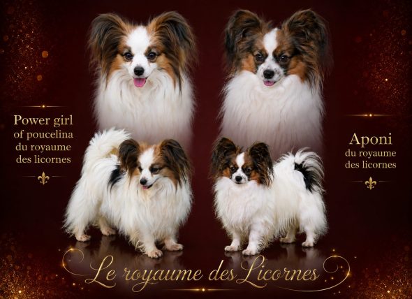 Image de la portée de chiot de l'élévage LE ROYAUME DES LICORNES