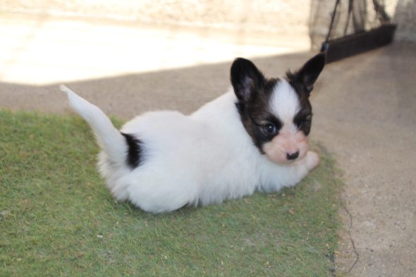 Image de la portée de chiot de l'élévage LE ROYAUME DES LICORNES