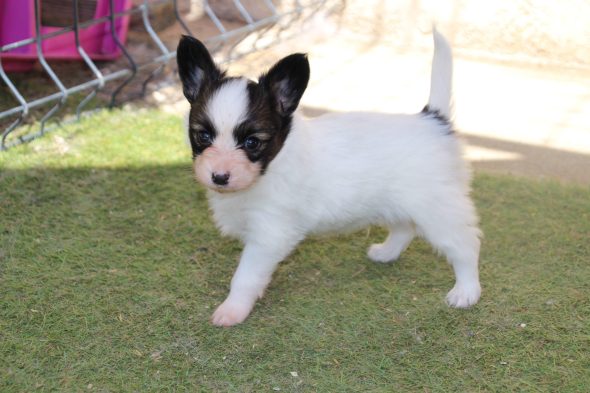 Image de la portée de chiot de l'élévage LE ROYAUME DES LICORNES