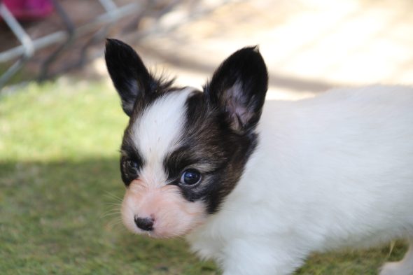 Image de la portée de chiot de l'élévage LE ROYAUME DES LICORNES
