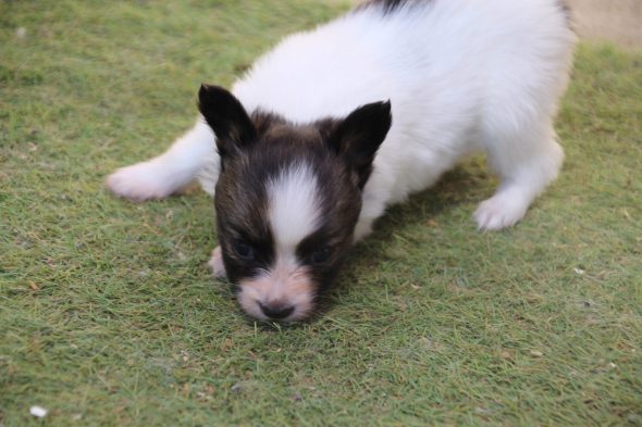 Image de la portée de chiot de l'élévage LE ROYAUME DES LICORNES