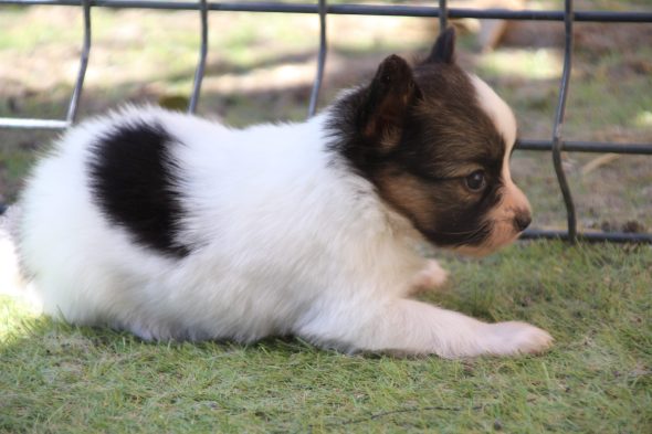 Image de la portée de chiot de l'élévage LE ROYAUME DES LICORNES