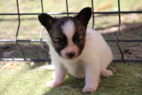 Image de la portée de chiot de l'élévage LE ROYAUME DES LICORNES