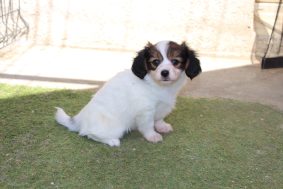 Chiots de race Epagneul nain continental phalène à vendre chez l'éleveur LE ROYAUME DES LICORNES