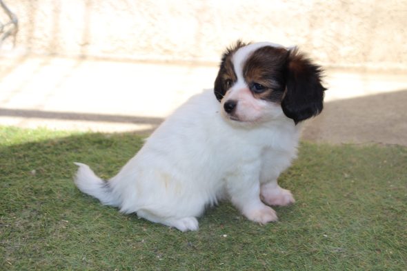 Image de la portée de chiot de l'élévage LE ROYAUME DES LICORNES