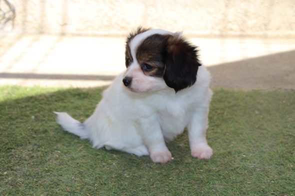 Image de la portée de chiot de l'élévage LE ROYAUME DES LICORNES