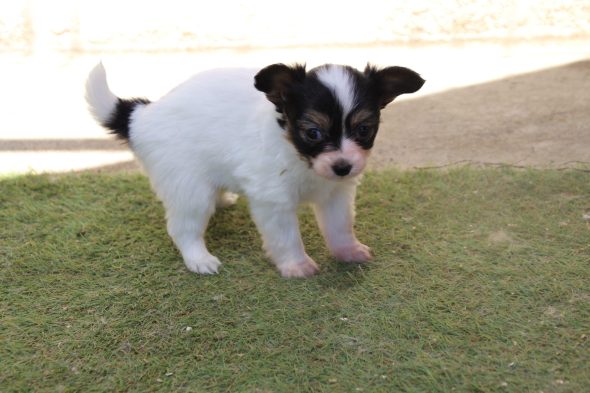Image de la portée de chiot de l'élévage LE ROYAUME DES LICORNES
