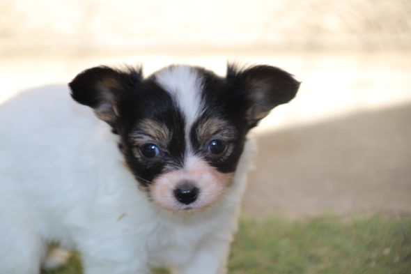 Image de la portée de chiot de l'élévage LE ROYAUME DES LICORNES