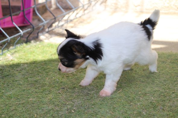 Image de la portée de chiot de l'élévage LE ROYAUME DES LICORNES