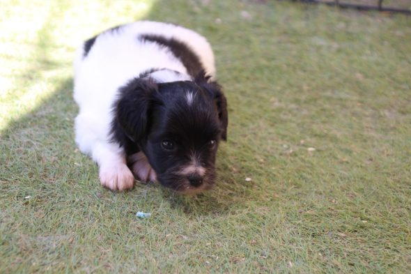 Image de la portée de chiot de l'élévage LE ROYAUME DES LICORNES