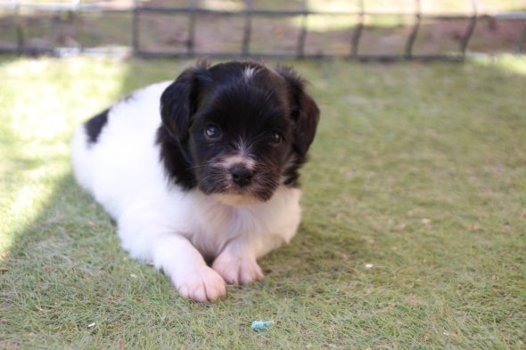Image de la portée de chiot de l'élévage LE ROYAUME DES LICORNES