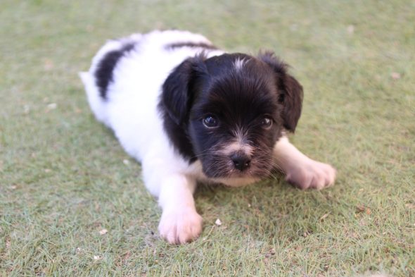 Image de la portée de chiot de l'élévage LE ROYAUME DES LICORNES