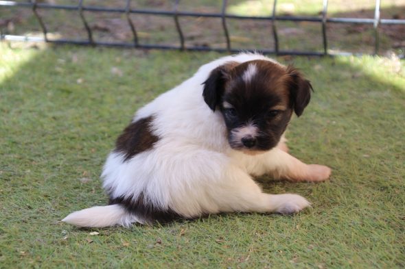 Image de la portée de chiot de l'élévage LE ROYAUME DES LICORNES