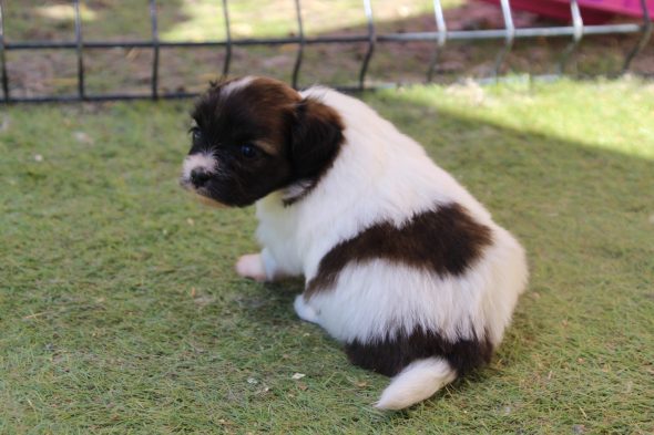 Image de la portée de chiot de l'élévage LE ROYAUME DES LICORNES