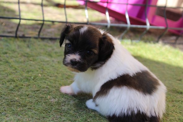 Image de la portée de chiot de l'élévage LE ROYAUME DES LICORNES