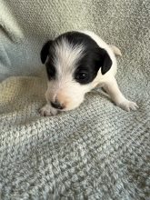 Chiots d'apparence Fox terrier poil lisse à vendre chez l'éleveur ELEVAGE DES CROCS D OR DE PRE