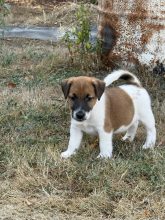 Chiots de race Fox terrier poil lisse à vendre chez l'éleveur ELEVAGE DES CROCS D OR DE PRE