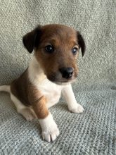 Chiots d'apparence Fox terrier poil lisse à vendre chez l'éleveur ELEVAGE DES CROCS D OR DE PRE