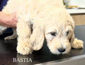 Chiots d'apparence golden doodle à vendre chez l'éleveur SCEA DES ECURIES DE LA VALLEE NOIRE