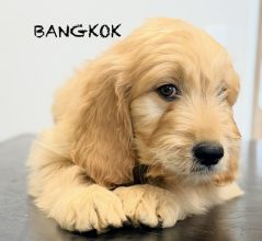 Chiots d'apparence golden doodle à vendre chez l'éleveur SCEA DES ECURIES DE LA VALLEE NOIRE