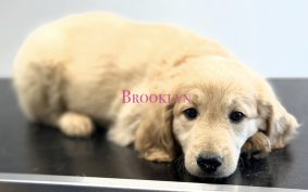 Chiots d'apparence golden doodle à vendre chez l'éleveur SCEA DES ECURIES DE LA VALLEE NOIRE