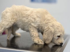 Chiots d'apparence golden doodle à vendre chez l'éleveur SCEA DES ECURIES DE LA VALLEE NOIRE