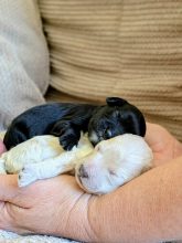 Chiots d'apparence golden doodle à vendre chez l'éleveur MEYRICK CATHERINE
