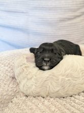Chiots d'apparence golden doodle à vendre chez l'éleveur MEYRICK CATHERINE