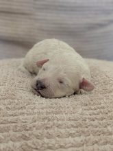 Chiots d'apparence golden doodle à vendre chez l'éleveur MEYRICK CATHERINE