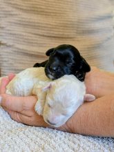 Chiots d'apparence golden doodle à vendre chez l'éleveur MEYRICK CATHERINE