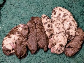 Chiots d'apparence golden doodle à vendre chez l'éleveur MEYRICK CATHERINE