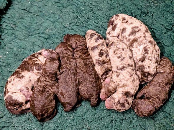 Image de la portée de chiot de l'élévage MEYRICK CATHERINE