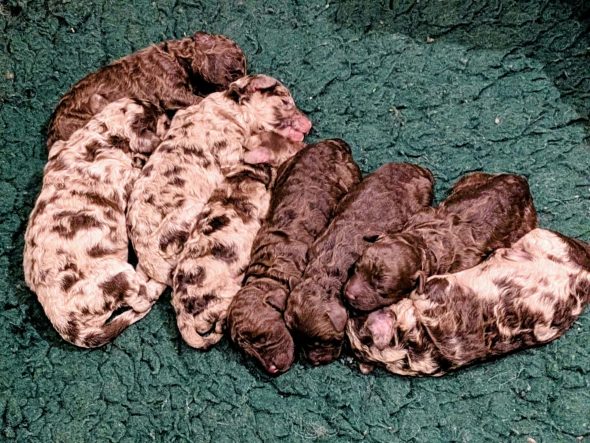 Image de la portée de chiot de l'élévage MEYRICK CATHERINE