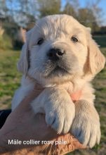 Chiots de race Golden retriever à vendre chez l'éleveur DU DOMAINE CHARLESIEN