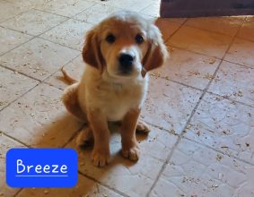 Chiots de race Golden retriever à vendre chez l'éleveur SCHOFIELD SALLY