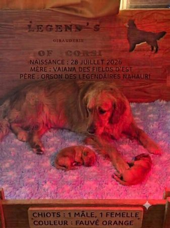 Image de la portée de chiot de l'élévage FONTENEAU JEAN-LUC